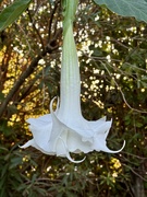 19th Nov 2023 - Unusual Flower 