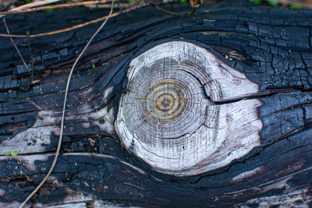 Growth rings... by thewatersphotos