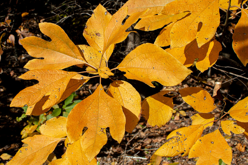 Sassafras in color... by thewatersphotos