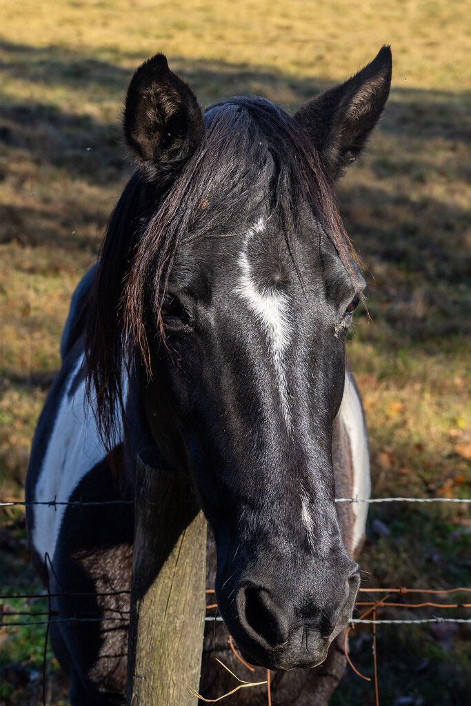 Curious Horse by k9photo