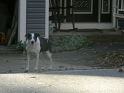 19th Nov 2023 - Neighbor's Dog 