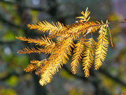 19th Nov 2023 - Autumn close up.