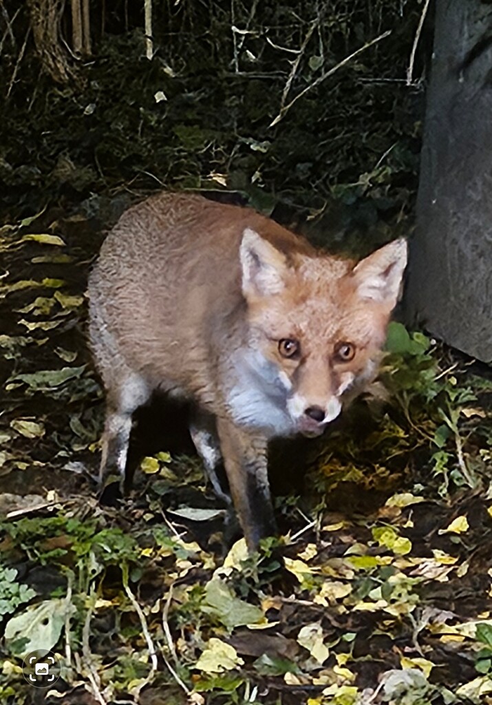 Friendly Fox in Thundersley  by richardsandford