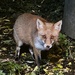 Friendly Fox in Thundersley 