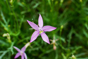 20th Nov 2023 - Showy isotome or star flower