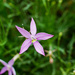 Showy isotome or star flower by peterdegraaff