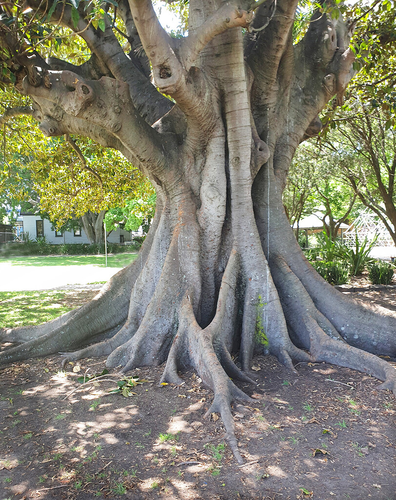 Fig Tree by onewing