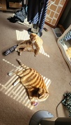 28th Apr 2023 - Cats find their light