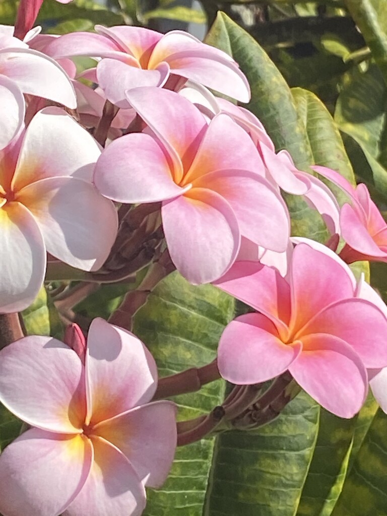 Plumeria Post by Chris Wright by peekysweets