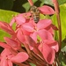 Bee Siting     by Chris by peekysweets