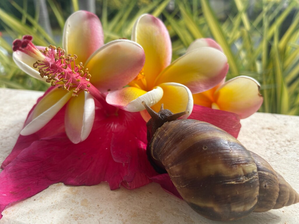 Content Snail in Kauai    by Chris Wright by peekysweets
