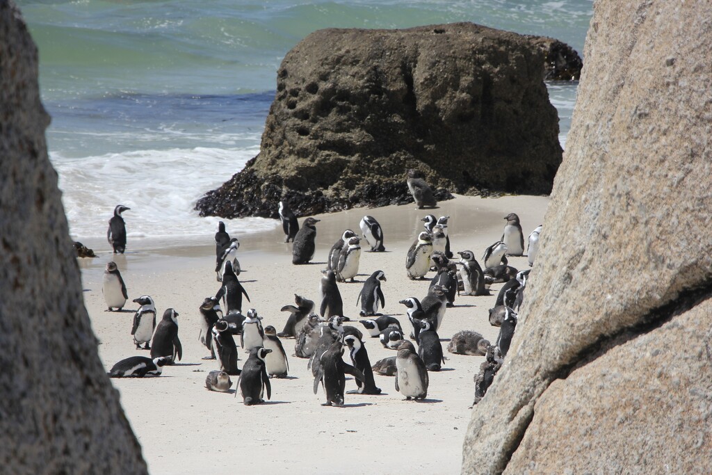 Penguins at Boulders Beach by jamibann
