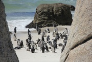 20th Nov 2023 - Penguins at Boulders Beach