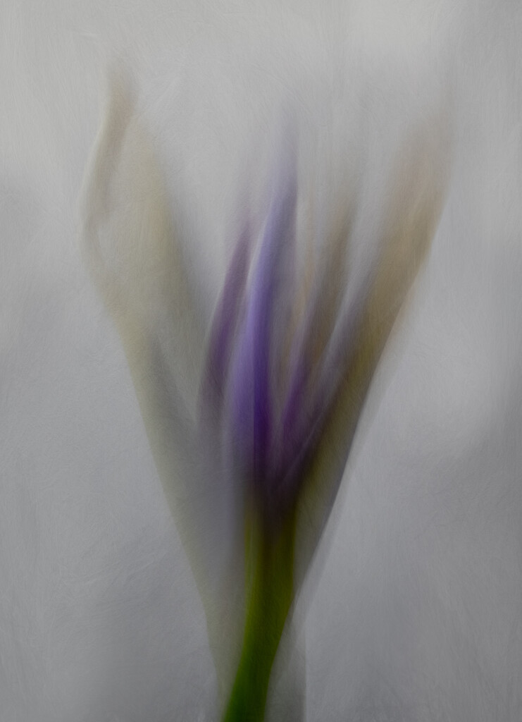 Soft Iris by 365projectclmutlow