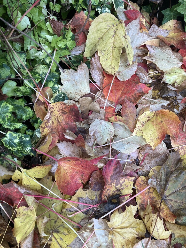 Leaf Sweeping by elainepenney