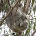 I'm hooked by koalagardens