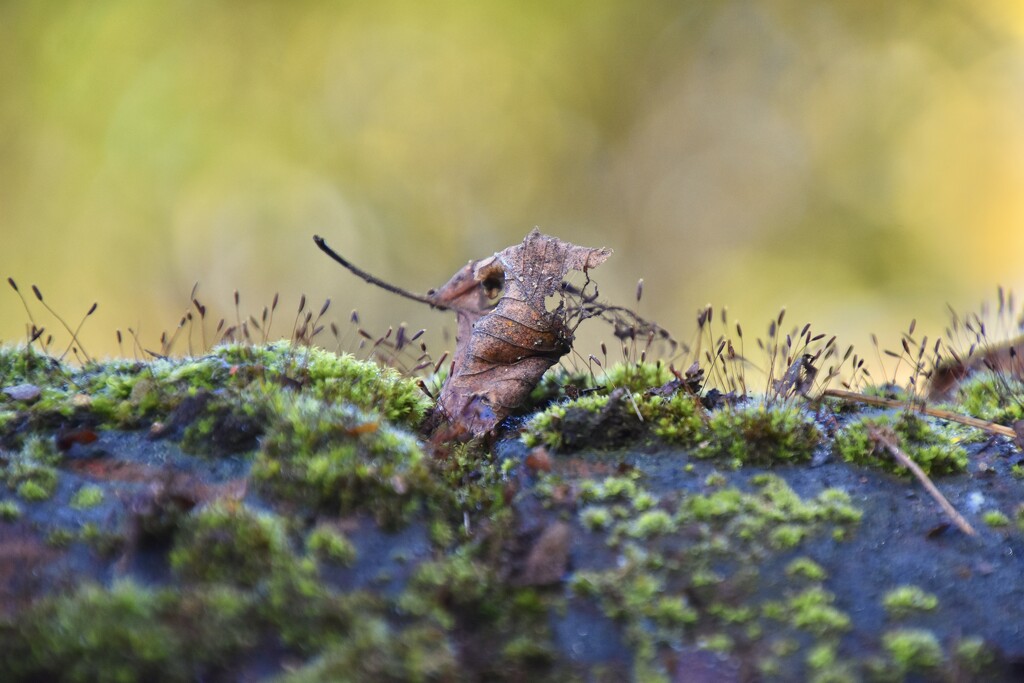 Leaf the Rabbit chewing the lichen! by Casablanca · 365 Project