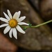 late daisy by christophercox