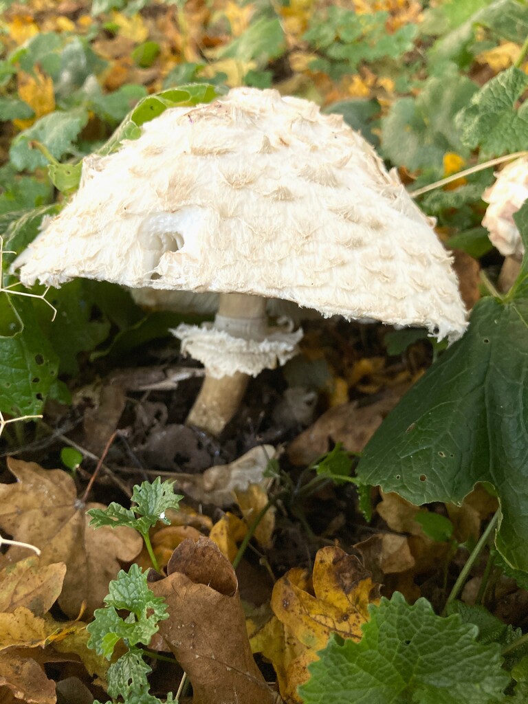 Umbrella fungi! by 365anne