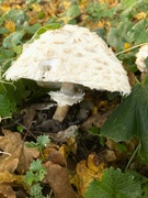 20th Nov 2023 - Umbrella fungi!