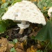 Umbrella fungi! by 365anne