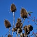 Teasels by pammyjoy