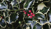 20th Nov 2023 - holly berries