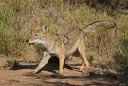 19th Nov 2023 - LHG_6660 Coyote side view