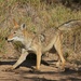 LHG_6660 Coyote side view by rontu
