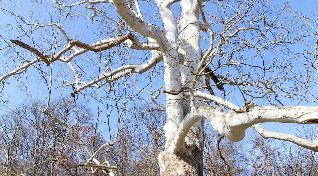 A Sycamore tree by mittens