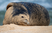 20th Nov 2023 - Hawaiian Monk Seal