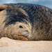 Hawaiian Monk Seal by nicoleweg