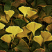 Ginko Leaves by skipt07