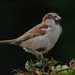 Sparrow dance by sjoyce