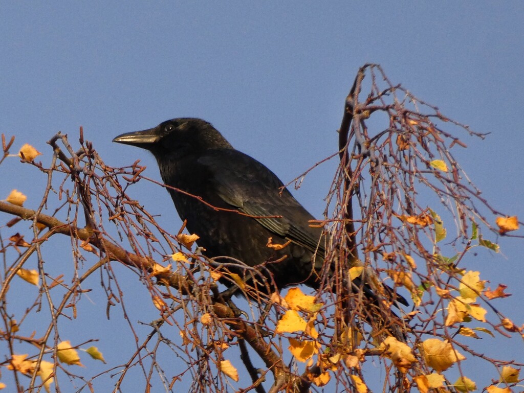 Blackbird  by 30pics4jackiesdiamond