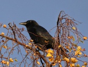 20th Nov 2023 - Blackbird 