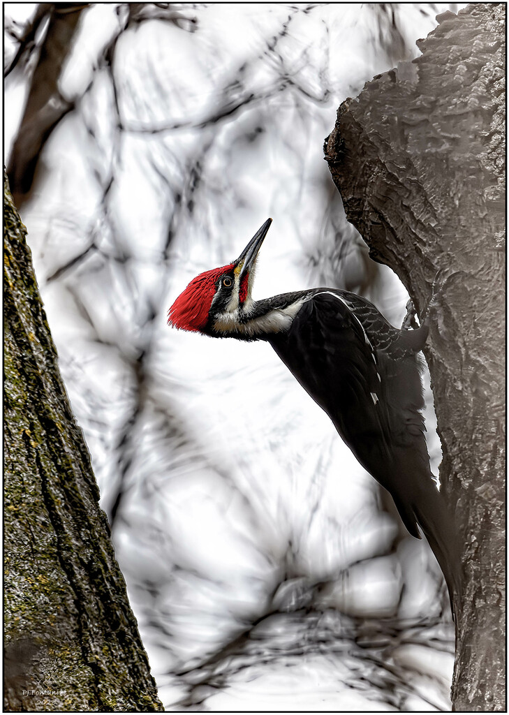 Pileated Woodpecker  by bluemoon