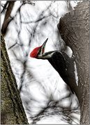 19th Nov 2023 - Pileated Woodpecker 