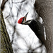 Pileated Woodpecker  by bluemoon