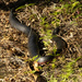 red belly black snake by koalagardens
