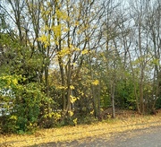 20th Nov 2023 - Autumn leaves
