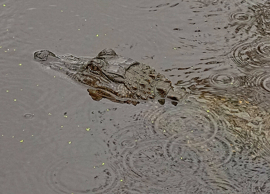 Rainy Day Gator  by gardencat