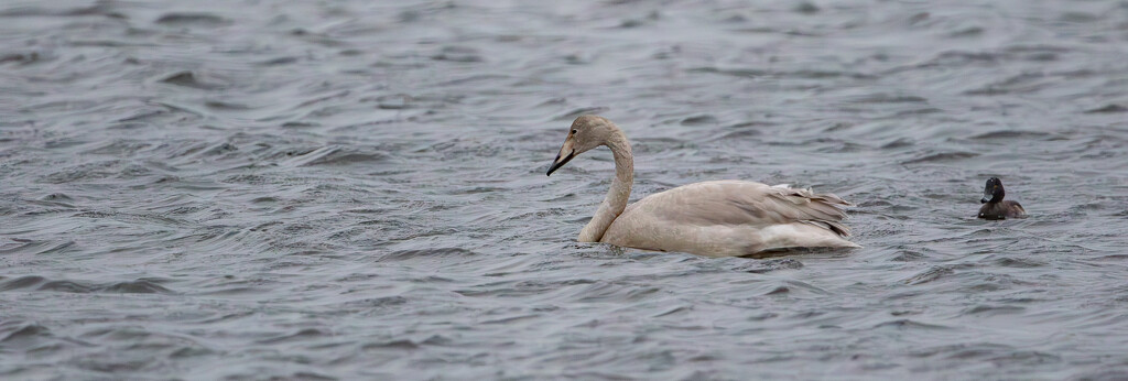 Young Whooper Swan by lifeat60degrees