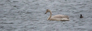 20th Nov 2023 - Young Whooper Swan