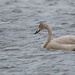 Young Whooper Swan