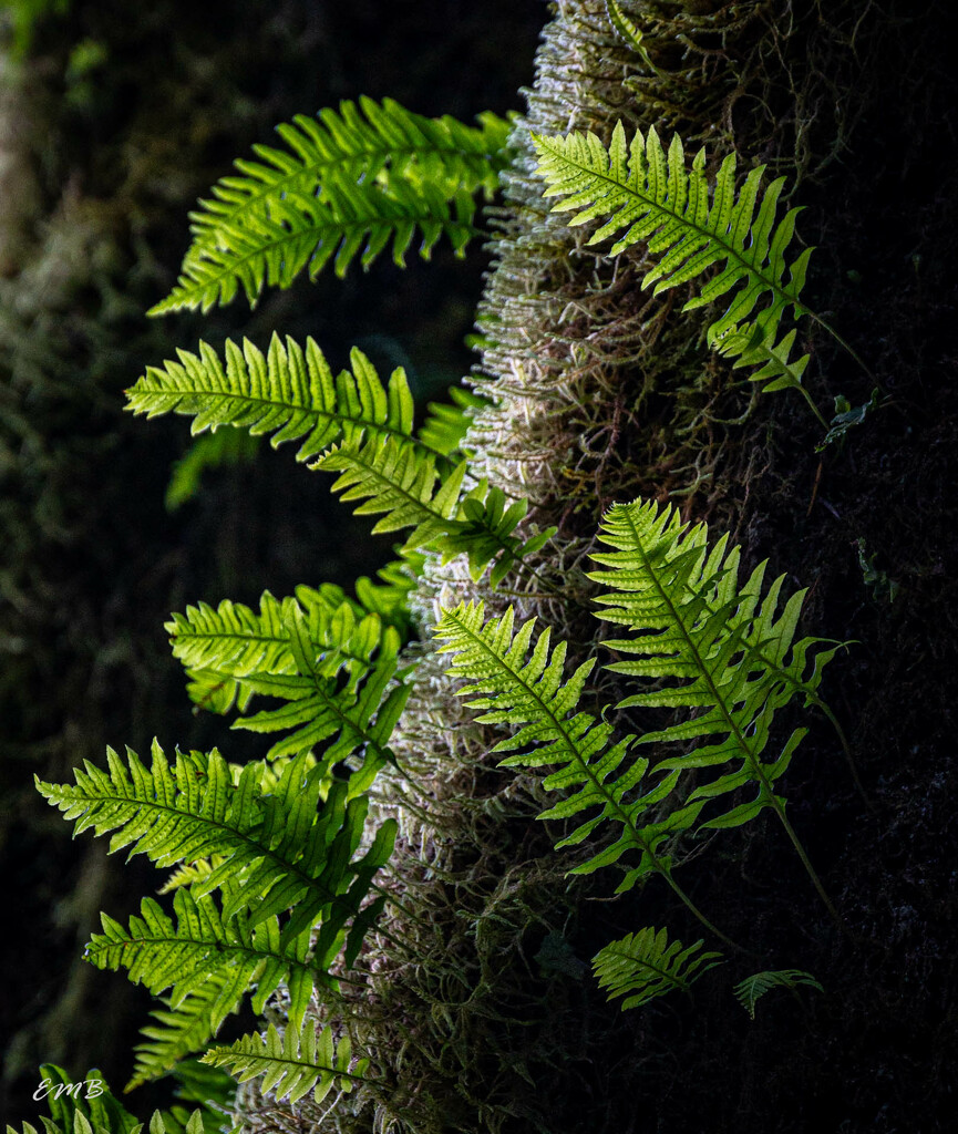 Tree Ferns by theredcamera