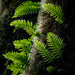 Tree Ferns by theredcamera