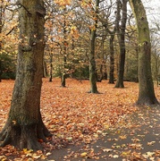 19th Nov 2023 - Woodland trees.