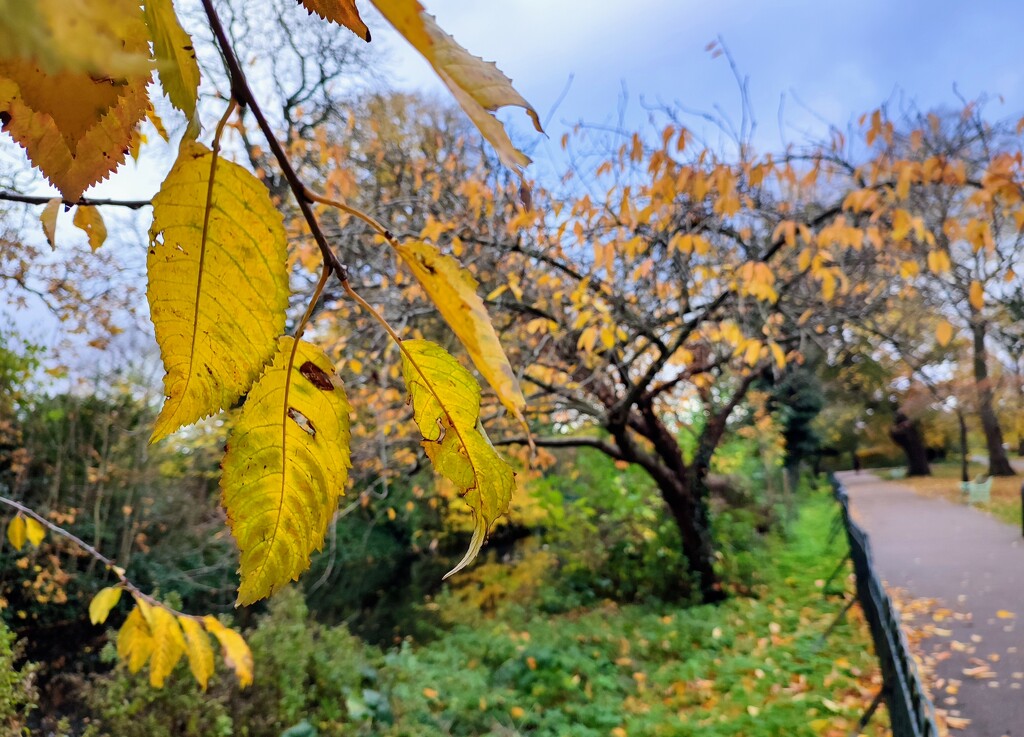 Yellow leaves  by boxplayer