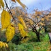 Yellow leaves  by boxplayer